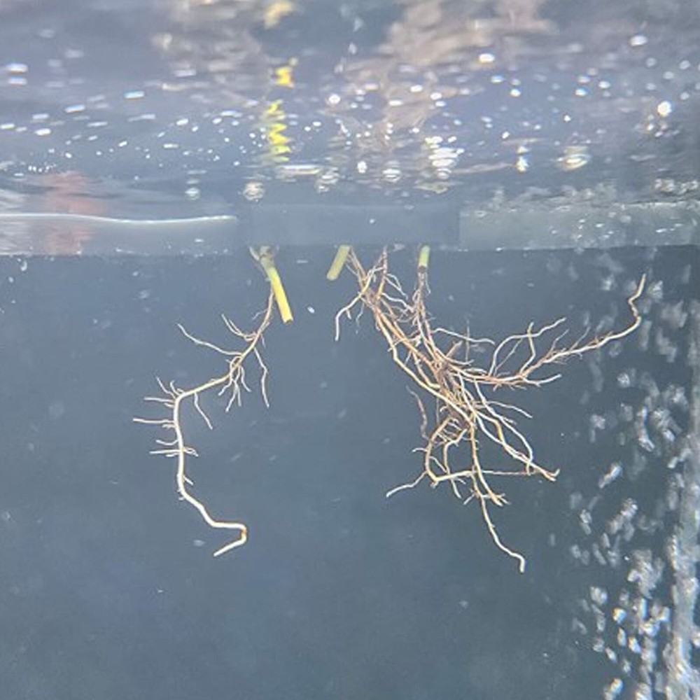 2Pcs Aquarium Plant Holder Aquarium Hanging Aquatic Plant Holder Fish Tank