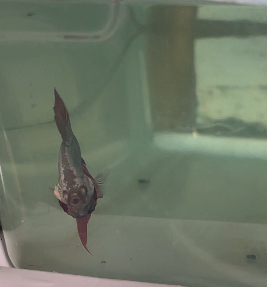 Betta Cuper Rojo 44 Premium Siamese Fighting Fish