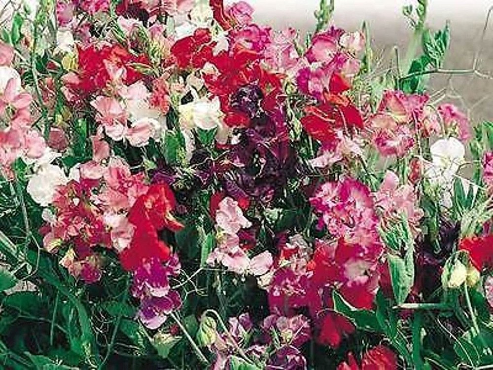 25 Seeds Sweet Pea Royal Family Mixseeds (More Heirloom Organic Non GMO Vegetabl