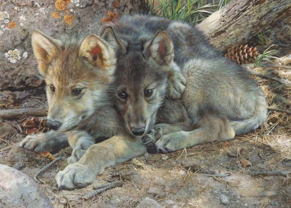 Carl Brenders BROTHERLY LOVE, Wolf pups, art print, ARTIST PROOF A/P #18/76