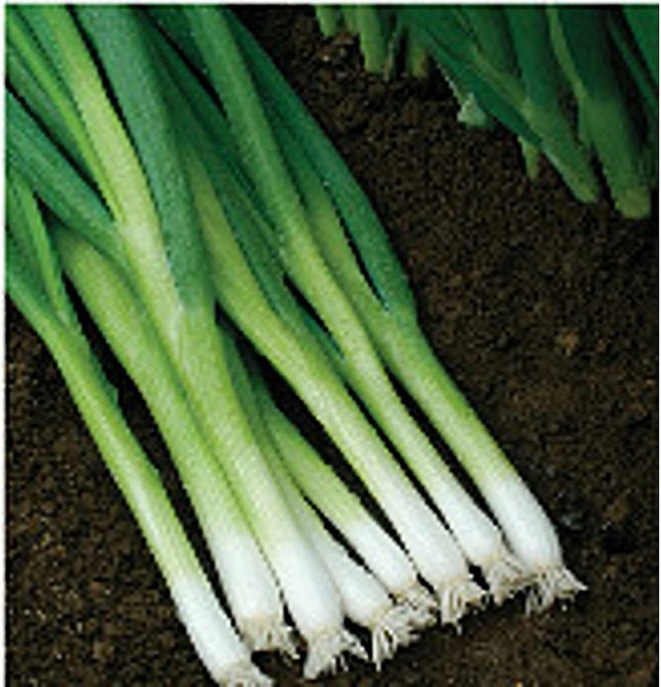 25 Seeds Evergreen White Bunching Onions Seeds (More Heirloom Organic Non GMO Ve