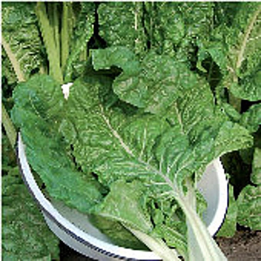 25 Seeds Fordhook Giant Swiss Chard Seeds (More Heirloom Organic Non GMO Vegetab