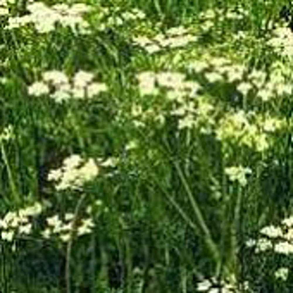 25 Seeds Cumin Seeds (More Heirloom Organic Non GMO Vegetable Fruit Herb Flower