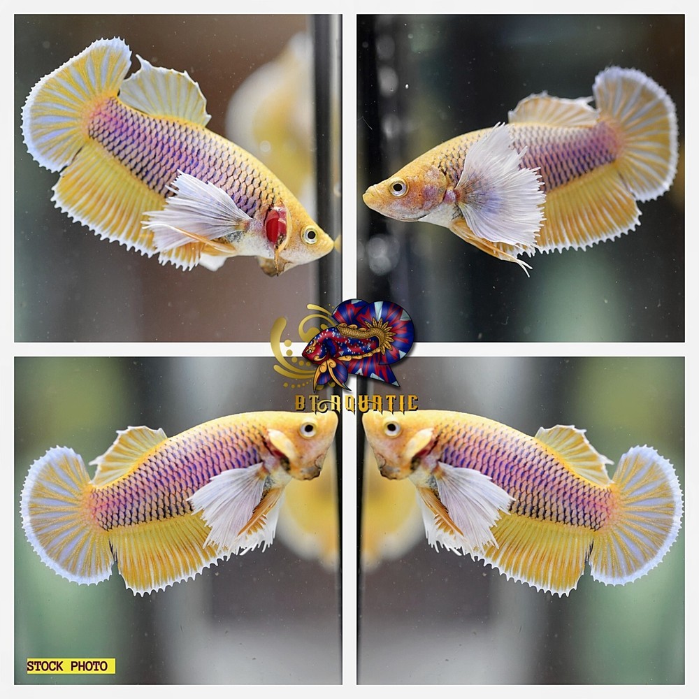 Live Betta Fish HMPK Female Dumbo Yellow Pineapple Good for Sorority/Breed