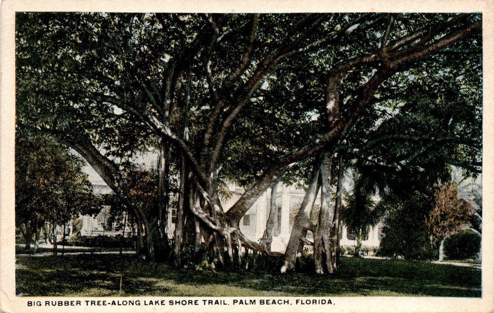 Vintage Postcard Big Rubber Tree Lake Shore Trail Palm Beach Florida