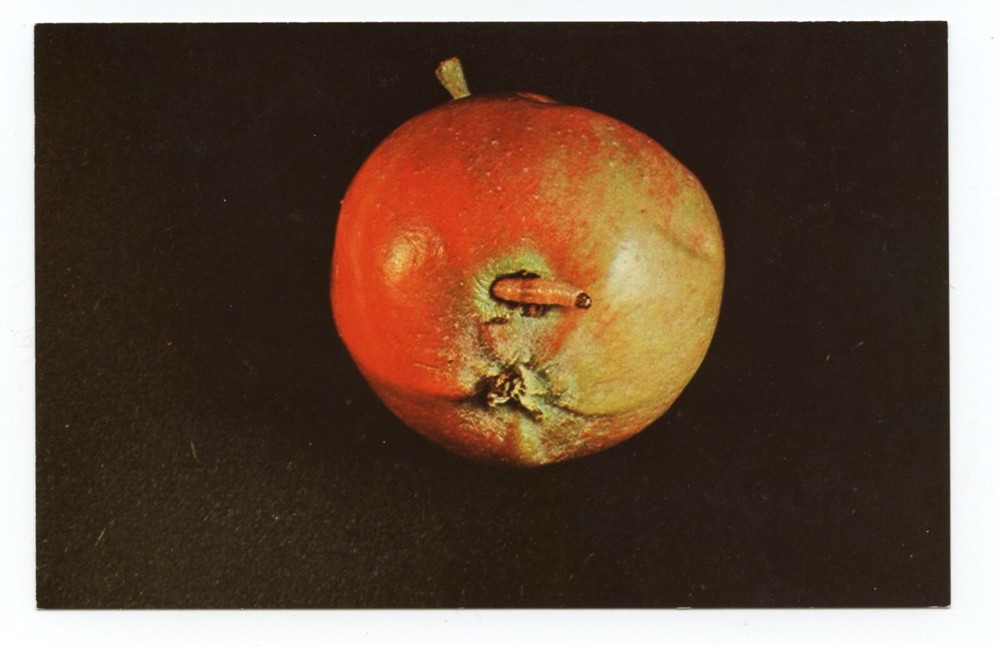 Codling Moth Larvae in Apple Sevin Insecticide Business Advertising Postcard