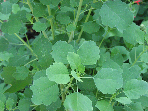 50+ PAPALO seeds, Porophyllum ruderale, Mexican herb, cilantro taste, salsa taco-image