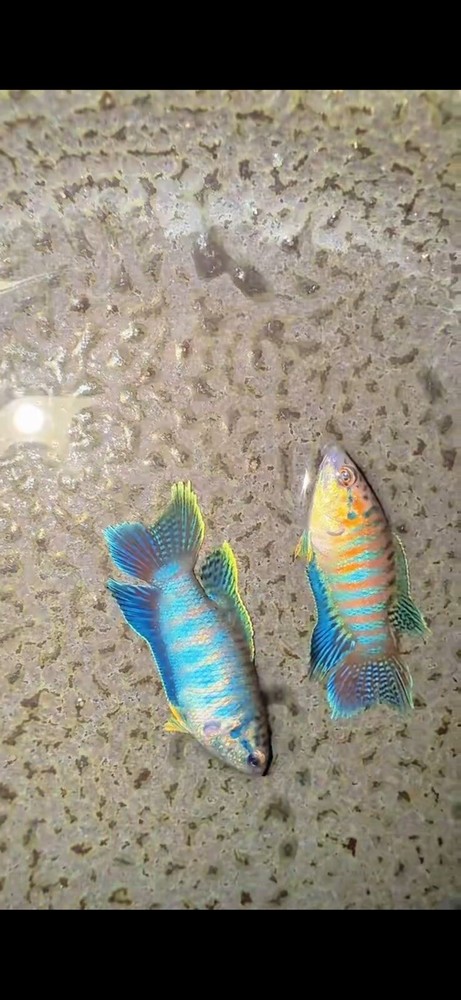 Live Betta Fish Colourful Wild Type Paradise Fish Regular Tail (1 Pairs)