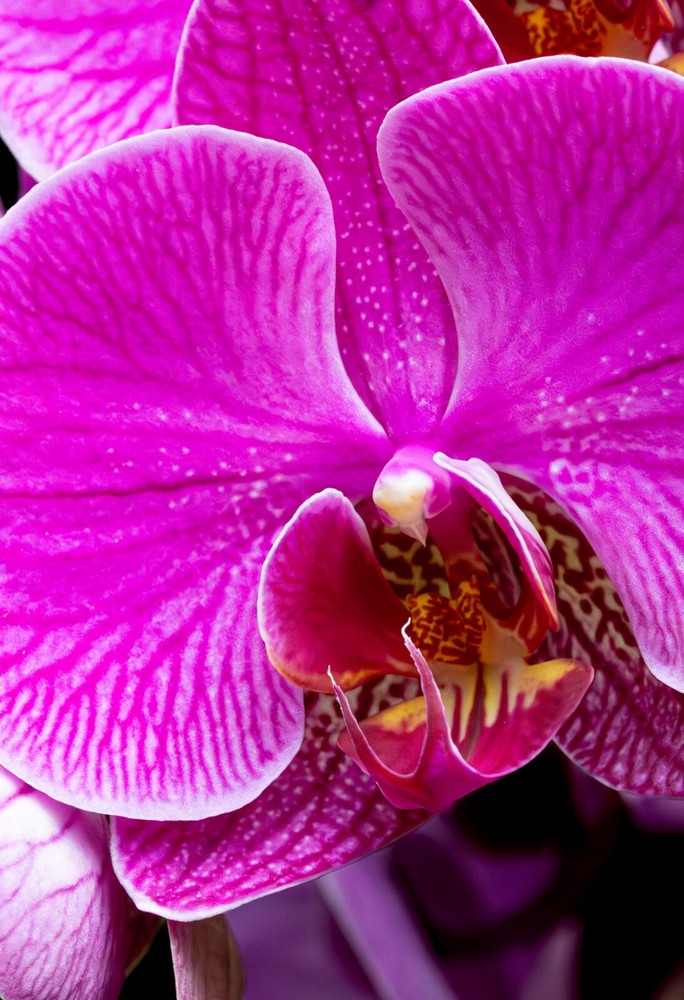 High-Quality Digital Image Wallpaper Background for Photos-image