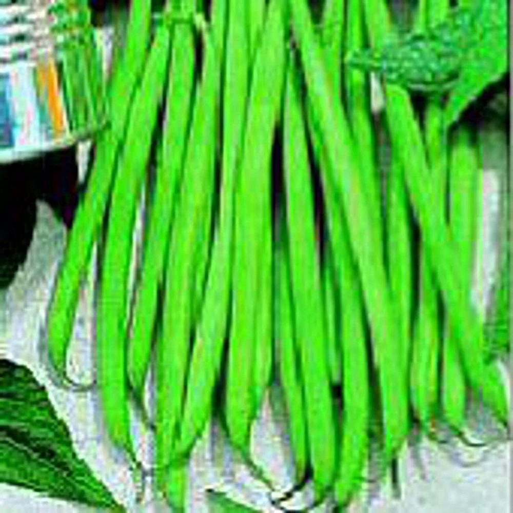 25 Seeds Petite Filet French Bush Beans Seeds (More Heirloom Organic Non GMO Veg