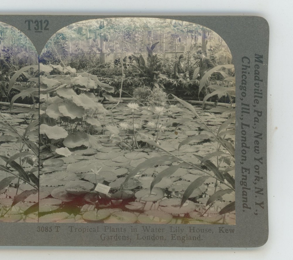 Tropical Plants Water Lily House Kew Gardens London England Underwood Stereoview