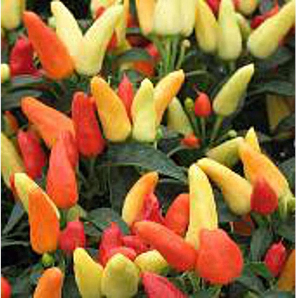 25 Seeds Treasures Red Hot Peppers Seeds (More Heirloom Organic Non GMO Vegetabl