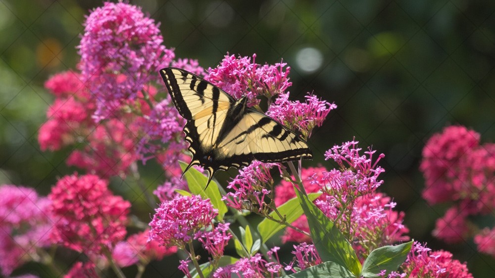 Butterfly and Flowers Digital Wallpaper for Desktop & Mobile-image