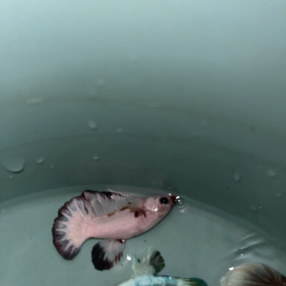 White Dragon Betta Fish Premium Siamese Fighting Fish