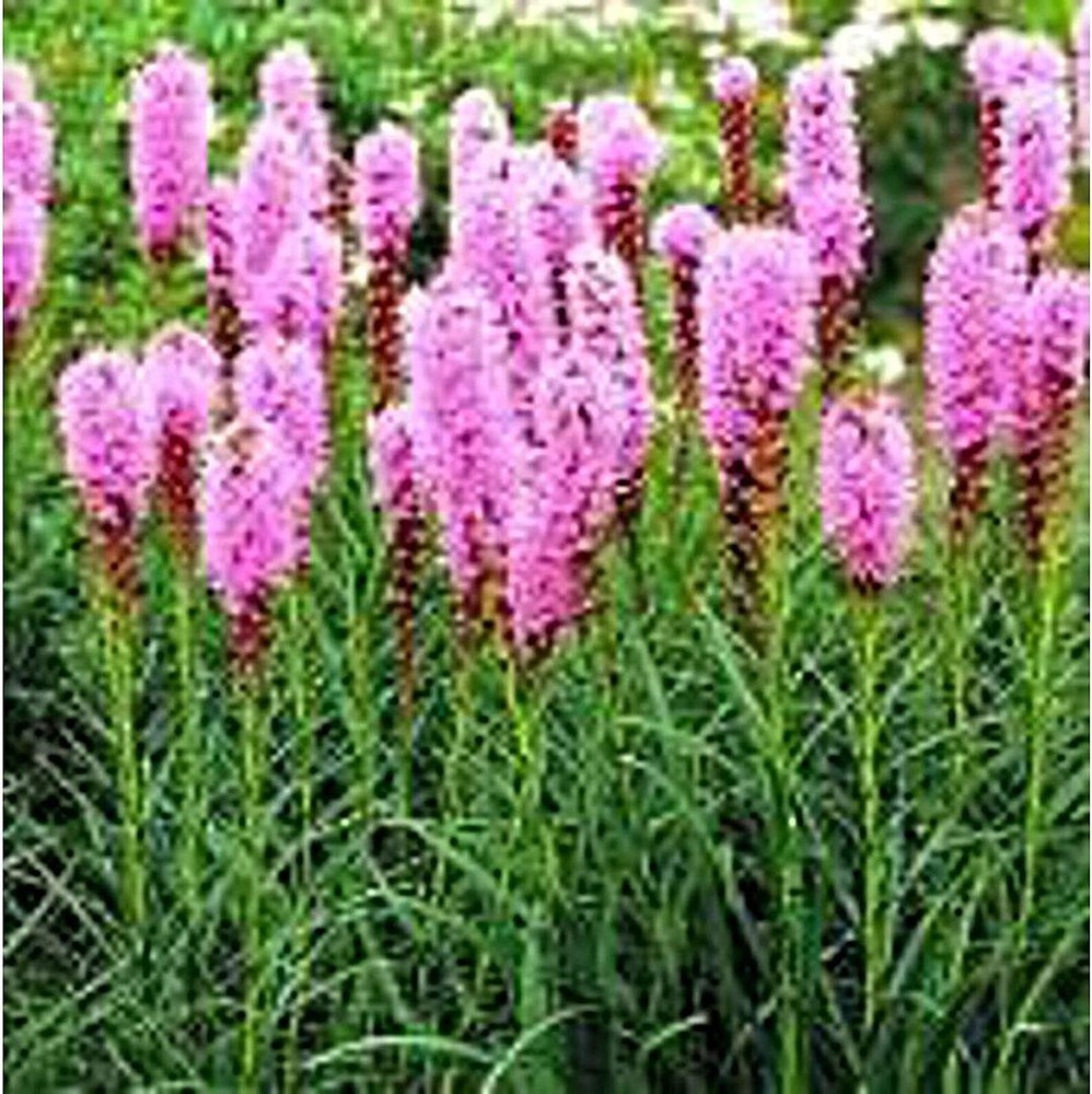 25 Seeds Blazing Star Flowers Seeds (More Heirloom Organic Non GMO Vegetable Fru