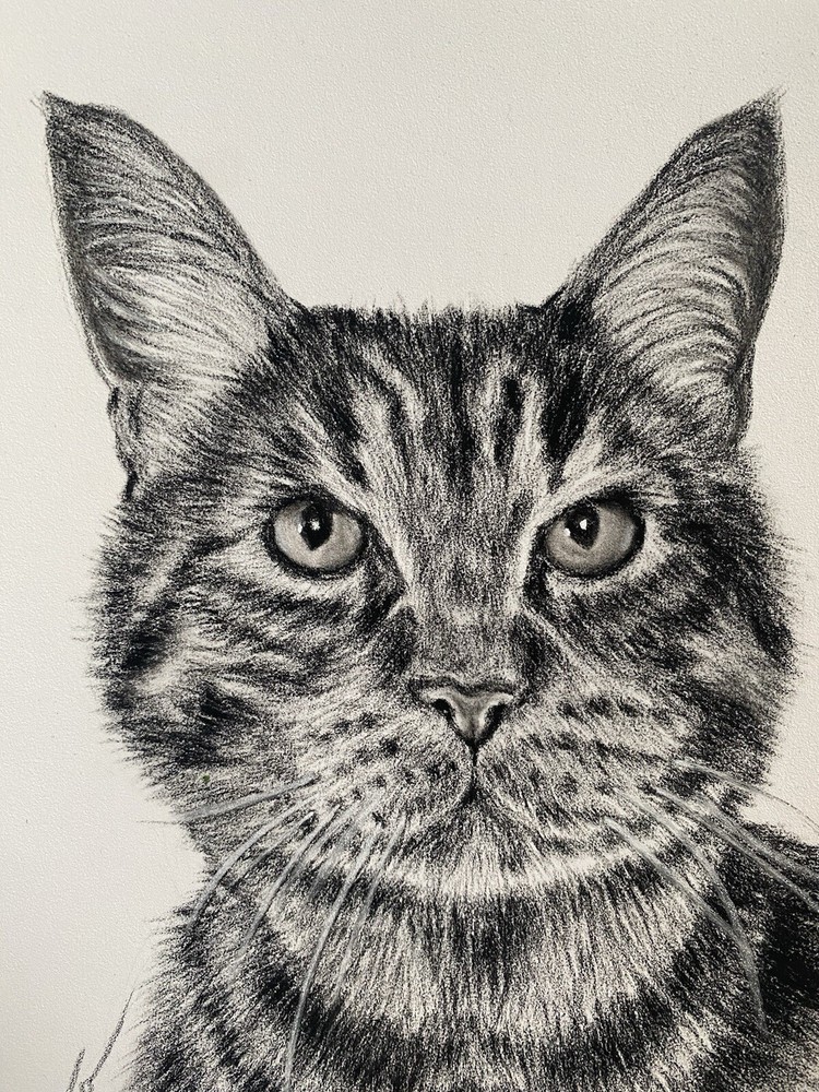 Custom Charcoal Pet Portrait Commission 1 Or 2 Pets