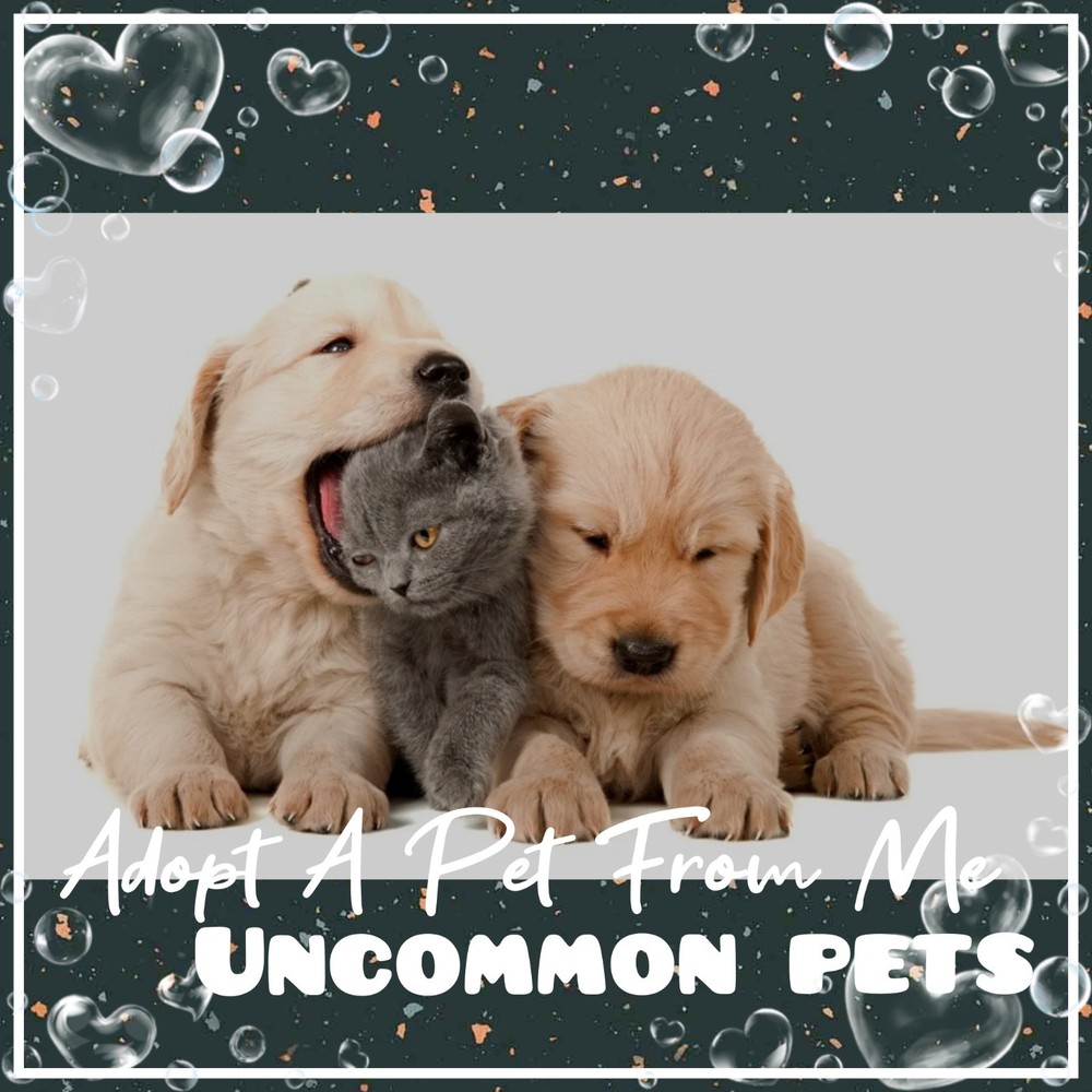 Adopt Rare FR NP Pets Today 🌟 F 💚 R 💜 F 💚 🩵 NP