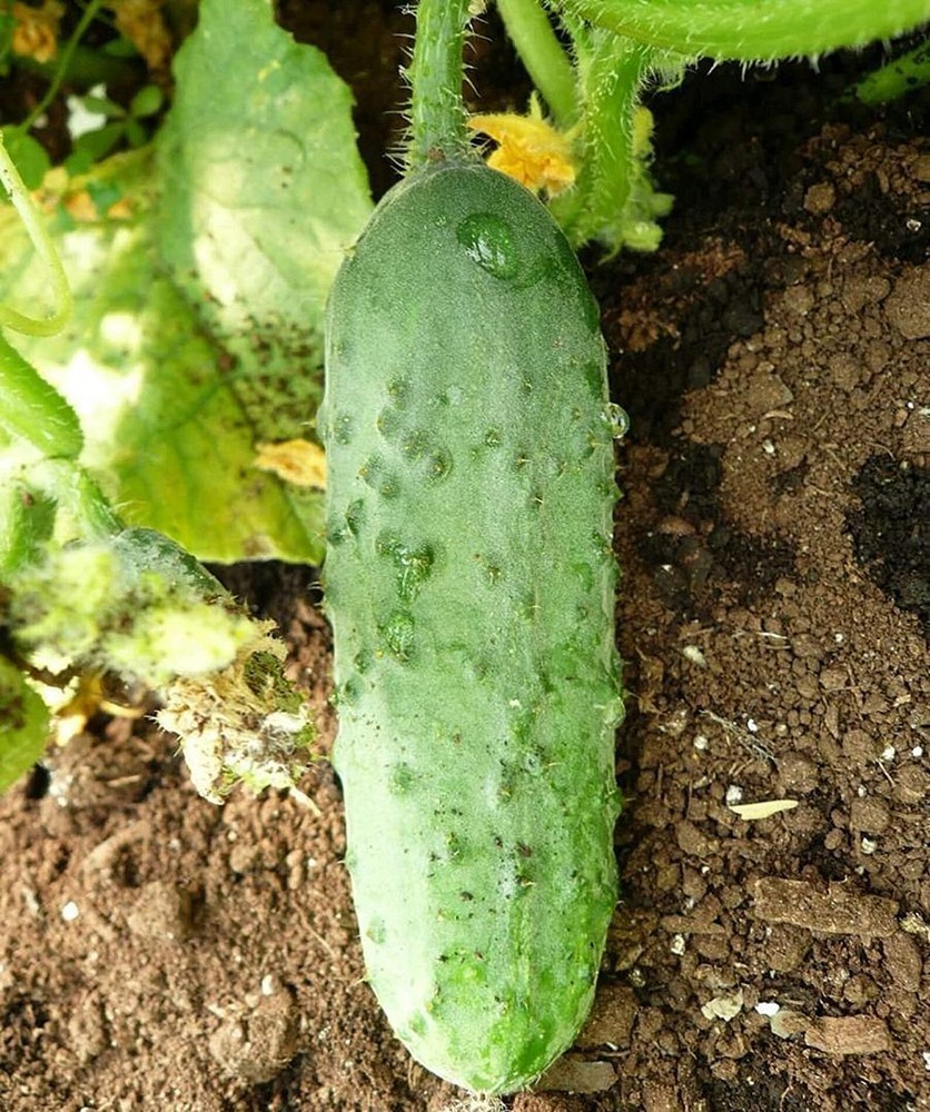 25 Seeds Calypso Cucumber Seeds (More Heirloom Organic Non GMO Vegetable Fruit H