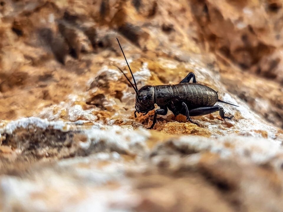 Digital Image Product Picture Photo Wallpaper Desktop Background Poster Cute Art