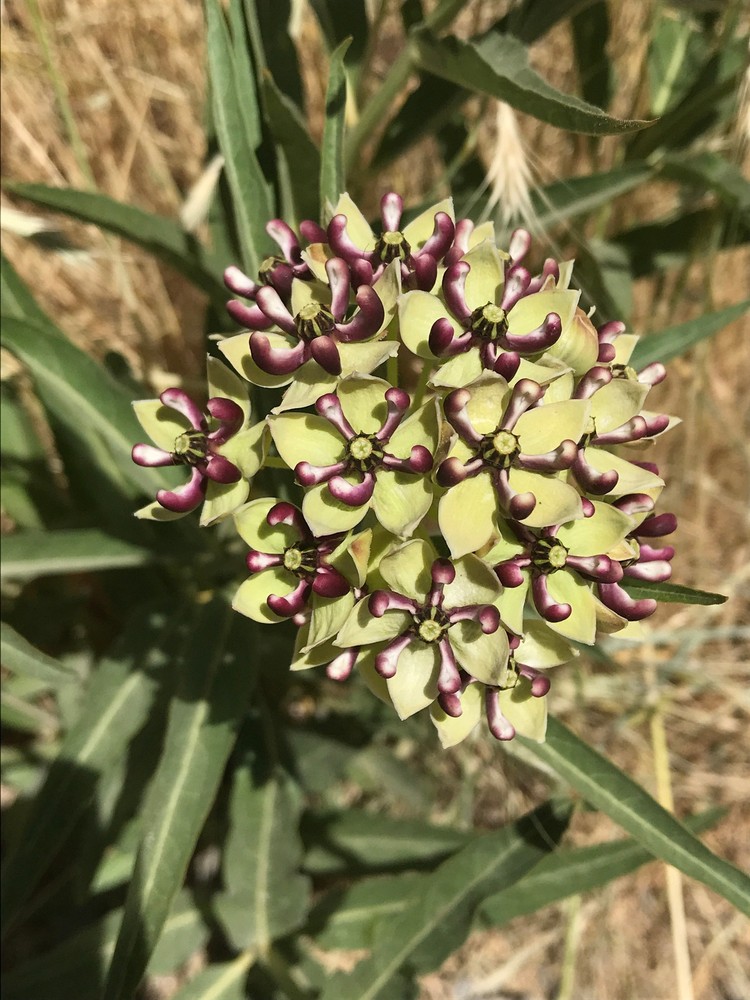 Asclepias asperula, Antelope-Horns milkweed seed