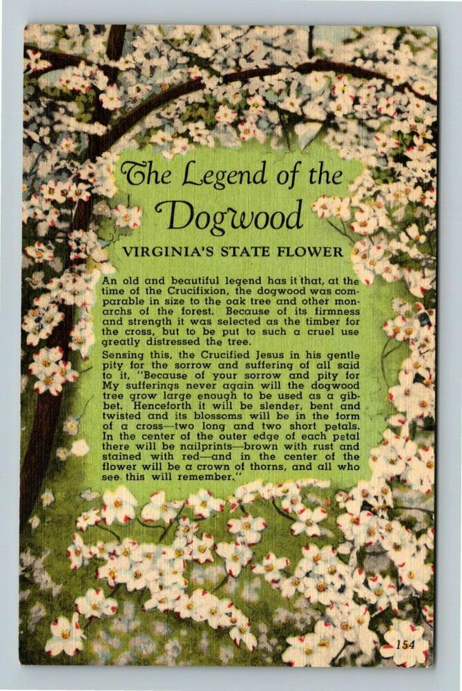 VA-Virginia, The Legend The Dogwood, State Flower, Vintage Postcard