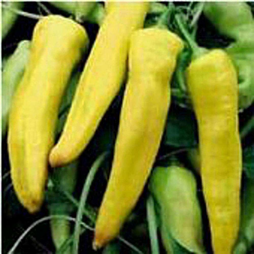 25 Seeds Banana Bounty Sweet Peppers Seeds (More Heirloom Organic Non GMO Vegeta