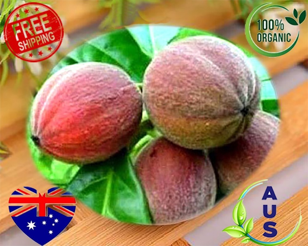 Premium Pure Organic Natural Herbal Blushwood berry Tincture EBC46 15ml