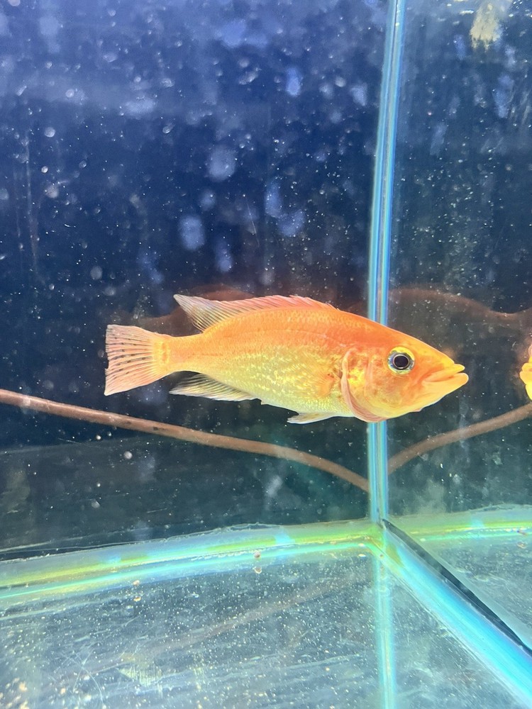 (RARE)!! RED BAY SNOOK  7-8 ” (WE ONLY SHIP ON MONDAYS) live Freshwater Fish