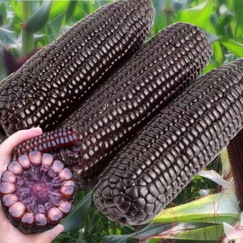 50pcs Black Corn Heirloom Seeds - Non-GMO, Open-Pollinated, Flour Corn