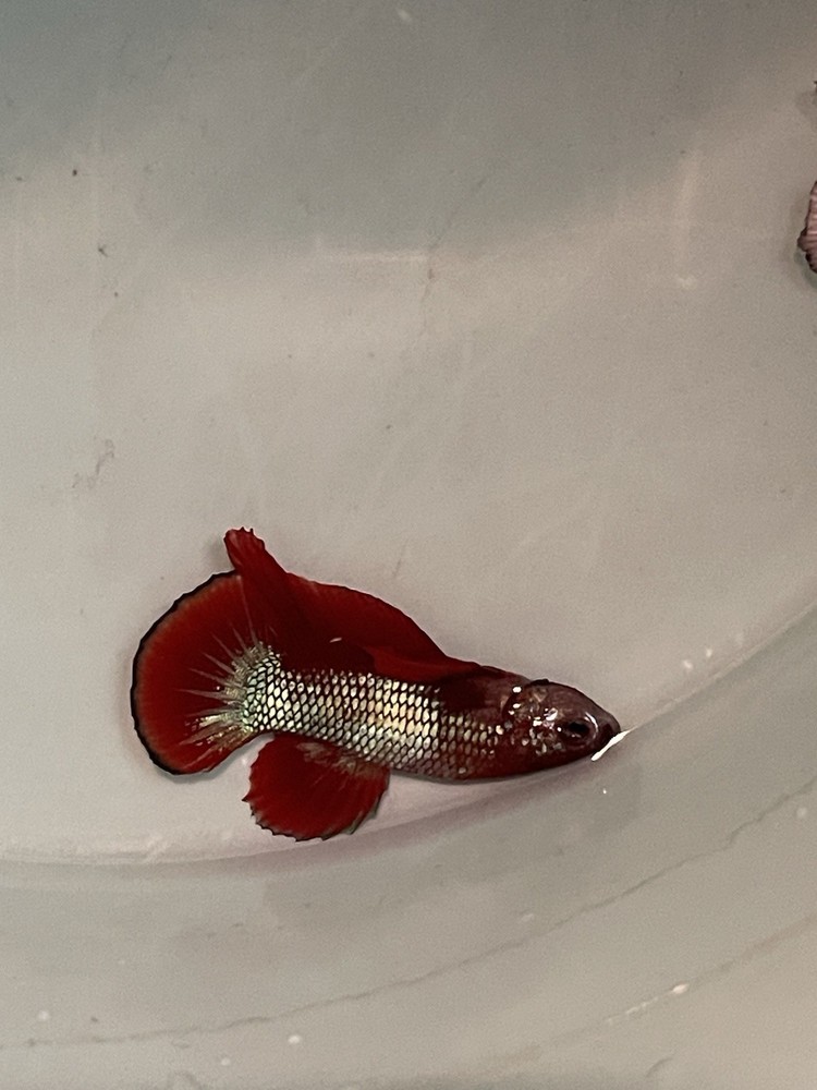 Vibrant Red Betta Hellboy Fish for Aquariums