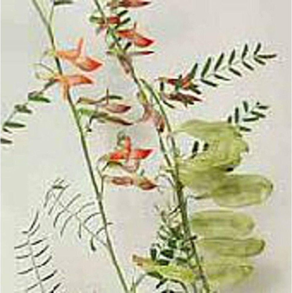 25 Seeds Cancer Bush Seeds (More Heirloom Organic Non GMO Vegetable Fruit Herb F