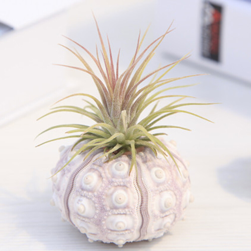2 PCS Pineapple Flower Pot Holder Ceramics Container Dining Table Decoration
