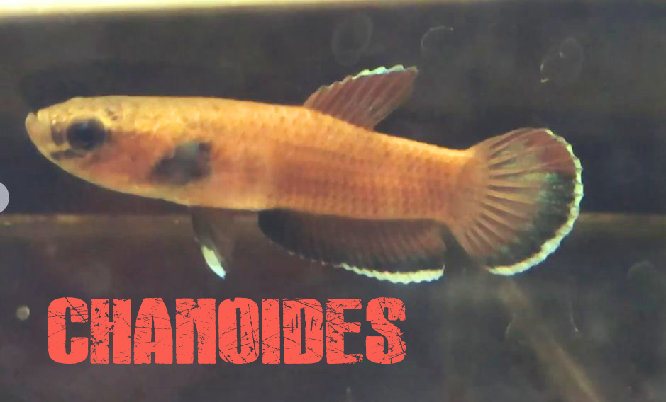 Wild Betta chanoides  - Betta male & female - #Pair