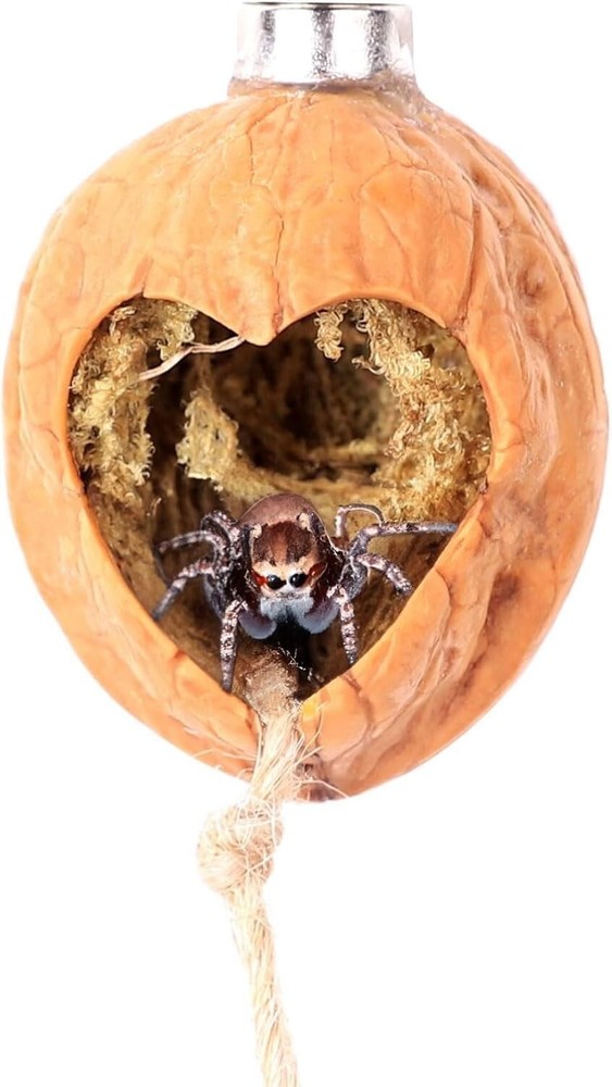 Walnut Skin Jumping Spider Hide - Magnetic Habitat & Accessories