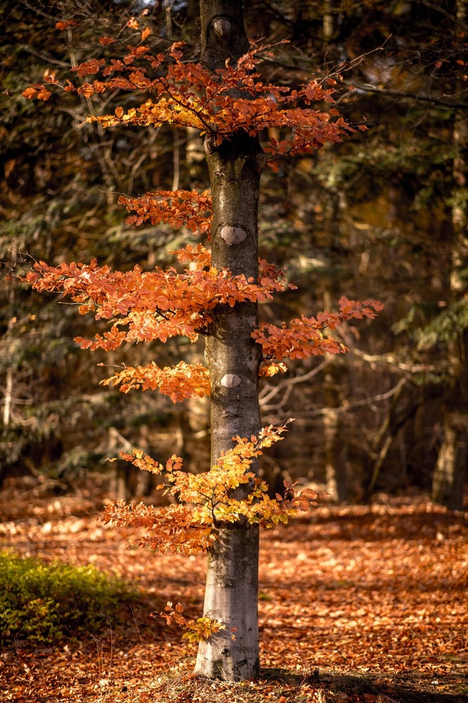 High-quality digital photo prints