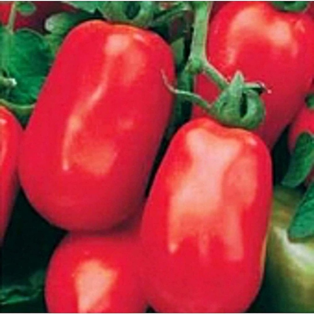 25 Seeds Rossol Tomato Seeds (More Heirloom Organic Non GMO Vegetable Fruit Herb