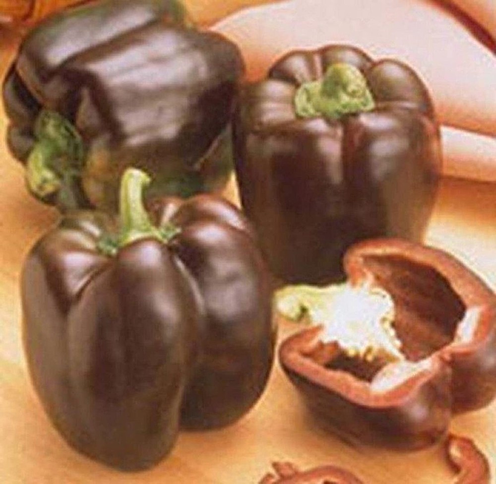 25 Seeds Chocolate Beauty Bell Pepper Seeds (More Heirloom Organic Non GMO Veget