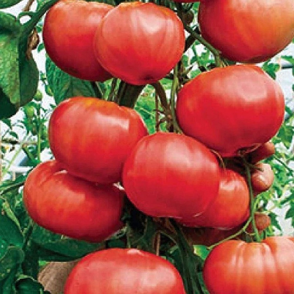 25 Seeds Climbing Trip L Crop Tomato Seeds (More Heirloom Organic Non GMO Vegeta