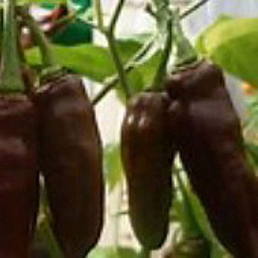 25 Seeds Fatalii Hot Peppers (Chocolate) Seeds (More Heirloom Organic Non GMO Ve