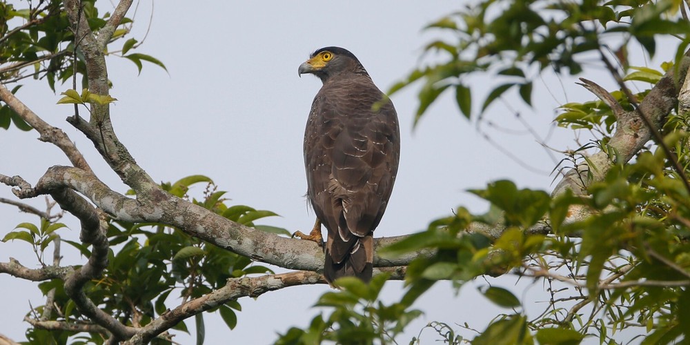 Crested Serpent Eagle Print Canvas Wall Art Deco Image 24x12 Inch New