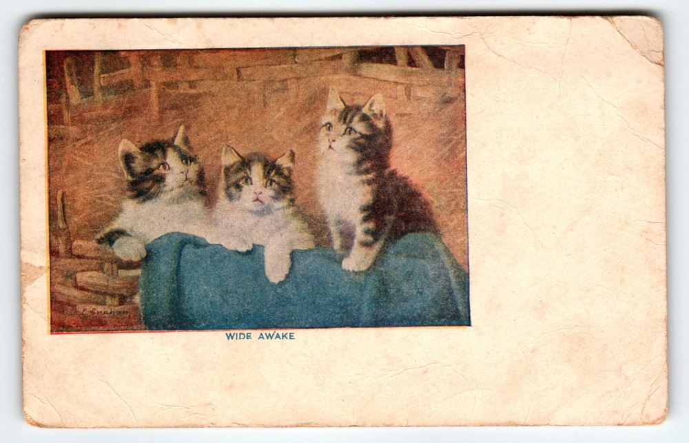Vintage Signed E Graham Kittens Cats Wide Awake Postcard 587